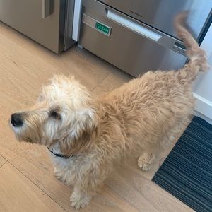 Meet your Posher, Luisa